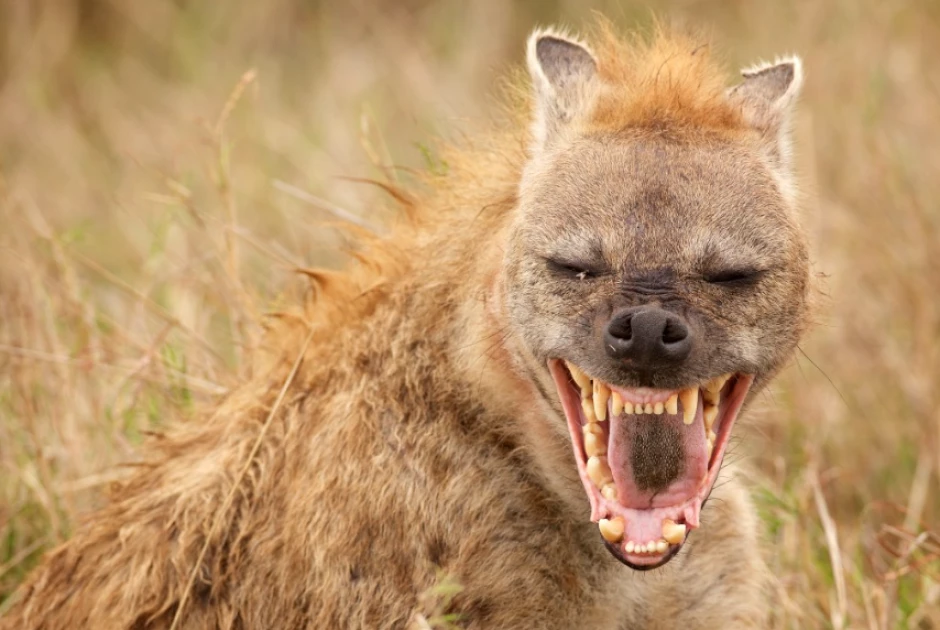 KWS leaves Kenyans confused with safety tips on how to survive hyena attacks