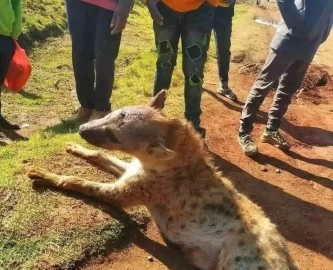 'Come for your hyenas!' Juja residents tell KWS, say they can't talk to killer animals