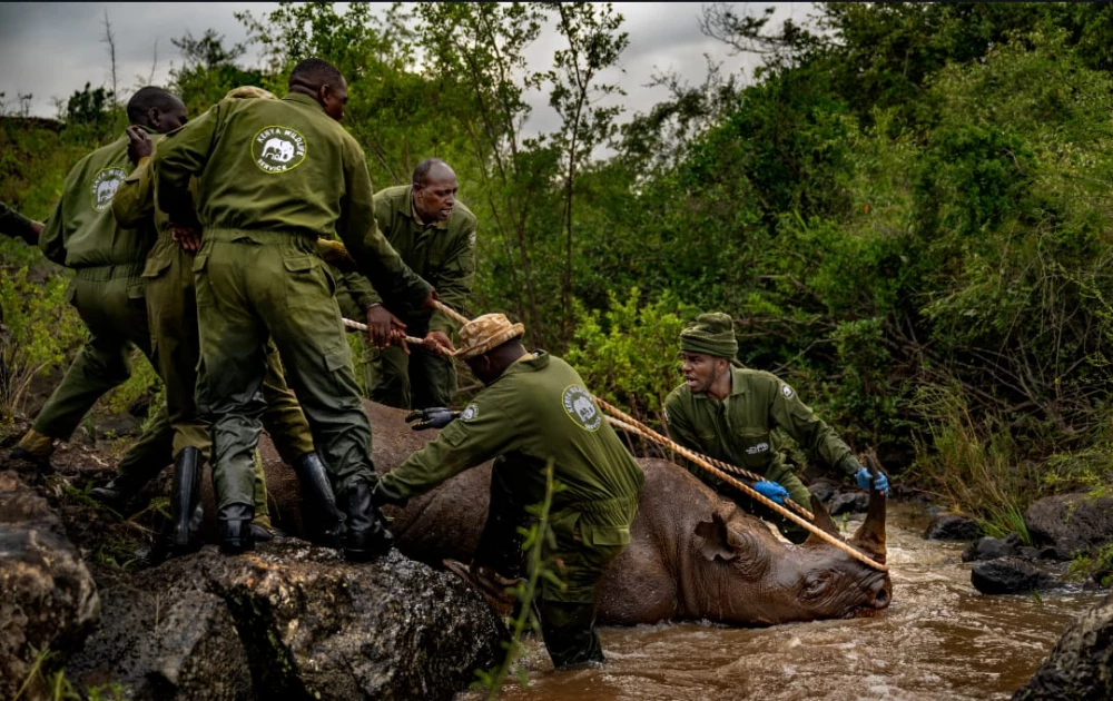 Kenya surpasses 1,000 black rhinos in conservation milestone