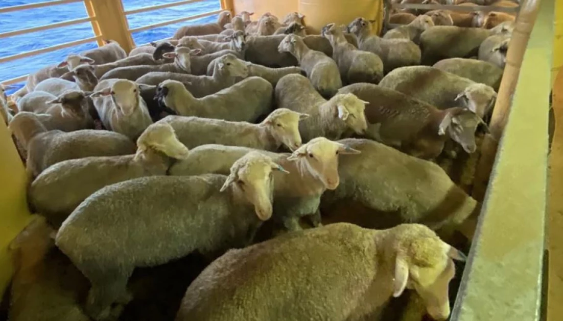 Thousands of sheep, cattle stranded at sea after Red Sea crisis turn back