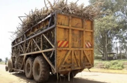 Kakamega: Pupil killed by loaded sugarcane truck