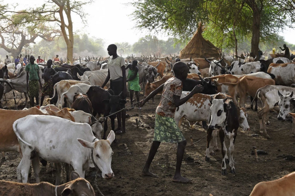 Majority of South Sudanese will be food insecure next year: UN