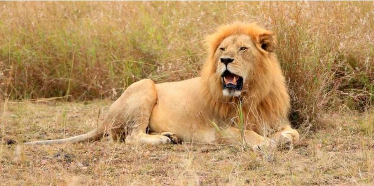 KWS searching for famous lion Olobor after reports say it was killed in the Mara
