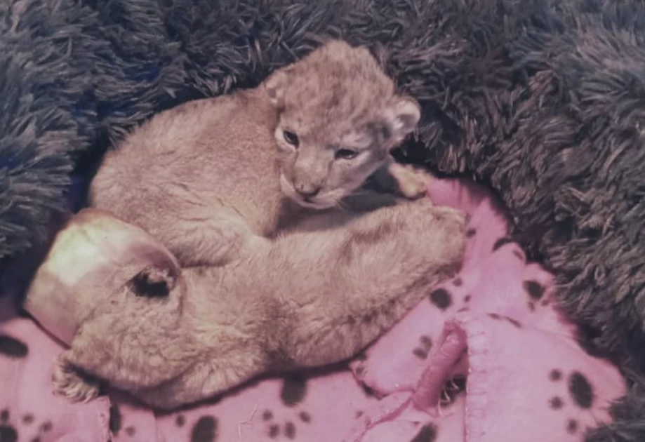 A pastoralist community in Kajiado rescued twin lion cubs - one died, the other is now up for adoption