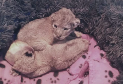 A pastoralist community in Kajiado rescued twin lion cubs - one died, the other is now up for adoption