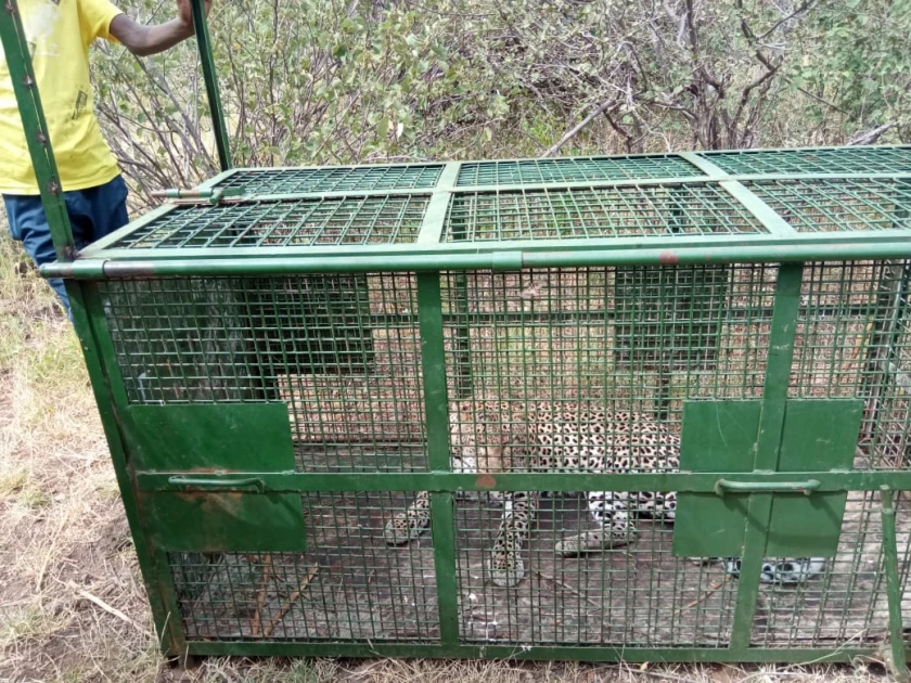 KWS officers successfully capture stray leopard in Kajiado village