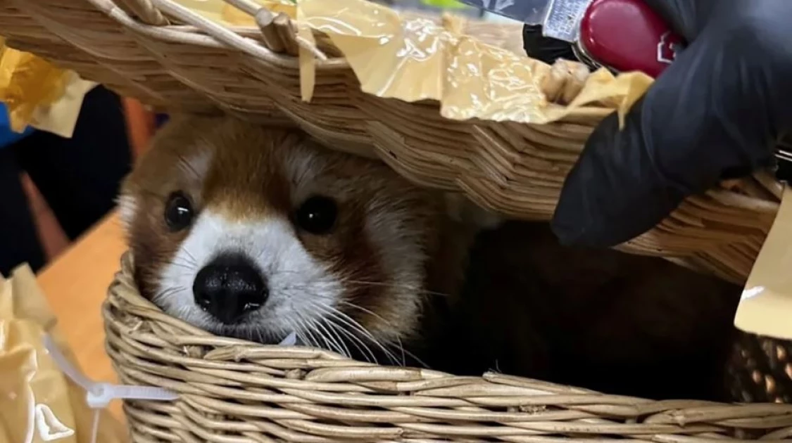 Red panda found alongside 86 other animals in luggage at Thai airport