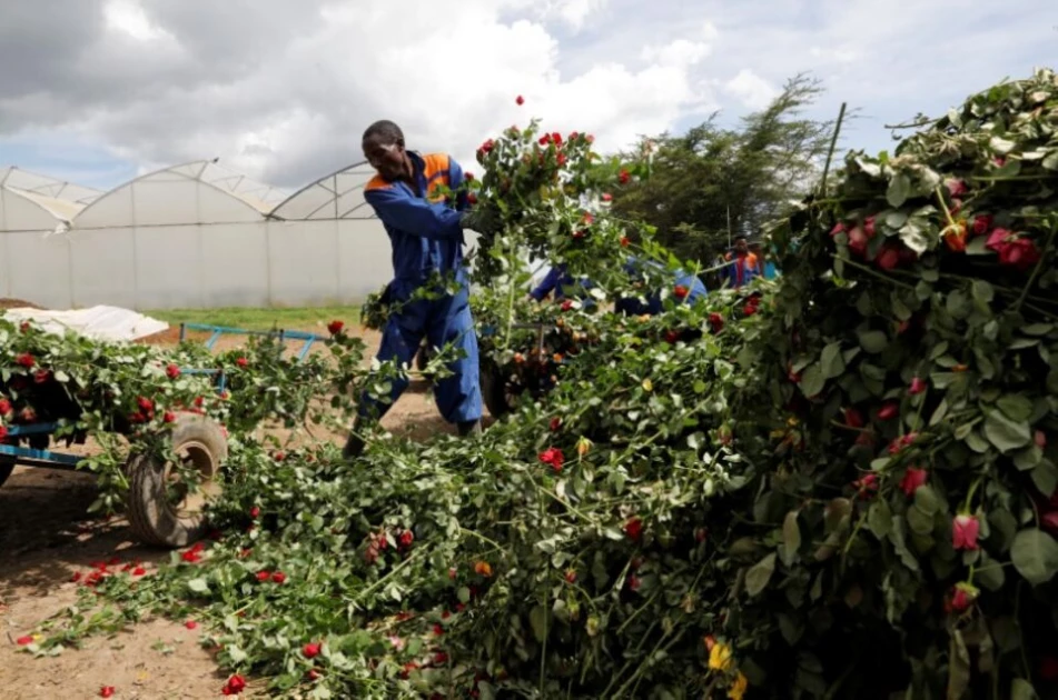 Governor Kihika faults Senate for failing to protect flower farm workers 