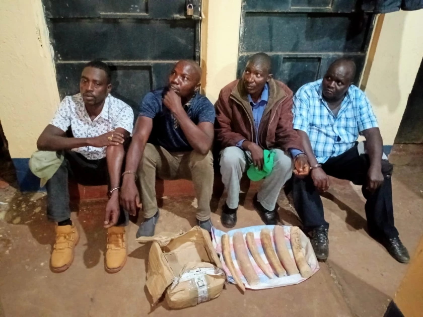 Four suspects arrested over possession of ivory worth 2 million shillings