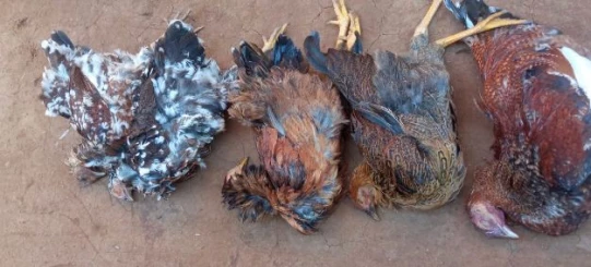 Kakamega: Farmer counting losses as chicken poisoned