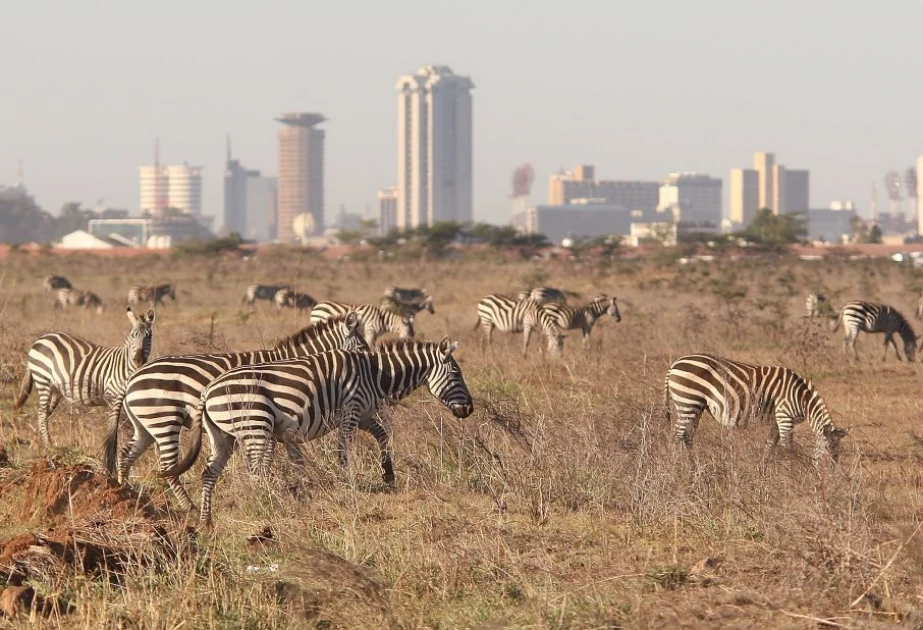 Kenya ranked world's best destination for wildlife photography