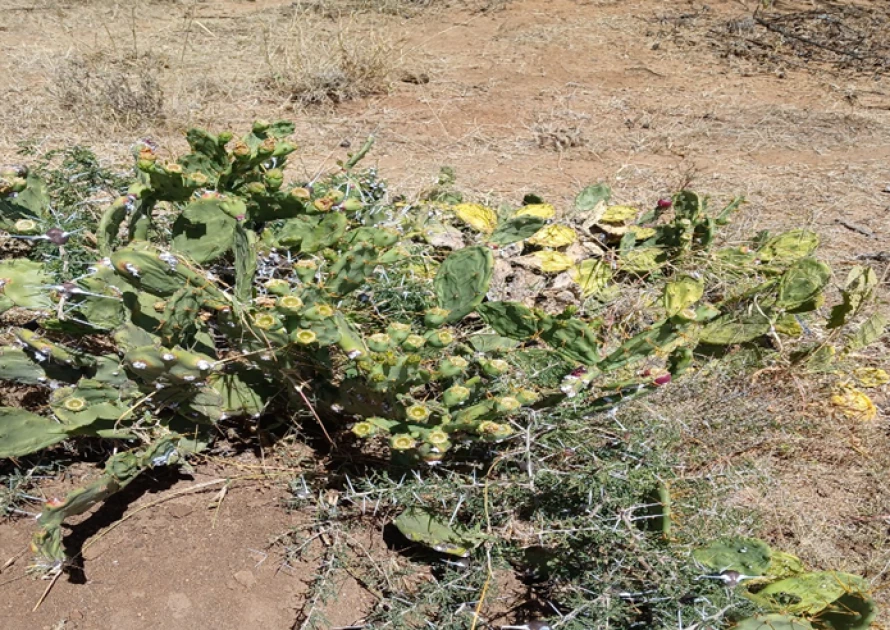 Opuntia stricta was introduced by the British colonial administration in the 1950’s as a living fence around their office in the town of Doldol in Laikipia County and more recently has rapidly spread from there to invade the surrounding landscape.