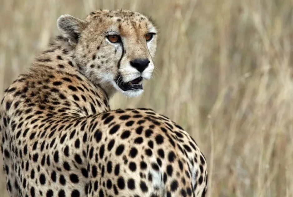 Pupil attacked by cheetah on his way to school in Meru