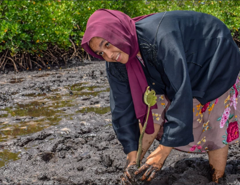 Saving Lamu mangroves: from futile photo ops to real progress