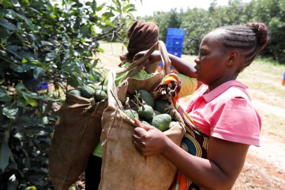 How the humble avocado is threatening political careers in Mt Kenya