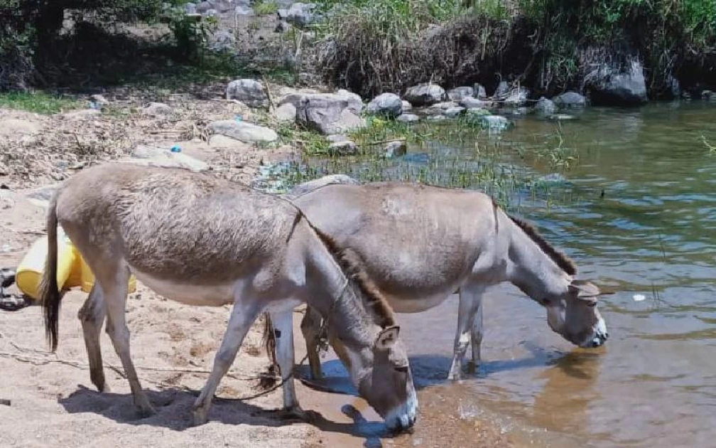 Nairobians worried they could be eating donkey meat unknowingly