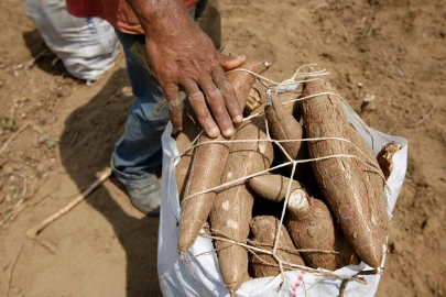 6-year-old dies, family hospitalised after eating poisonous cassava in Nyamira 