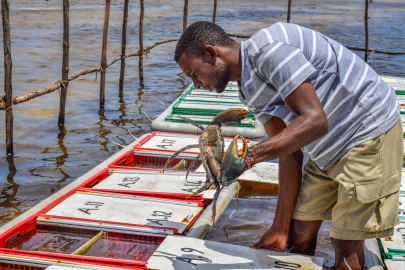 Mangroves Treasures: Pate Islands mud crab fattening boom brings new hope for fishermen