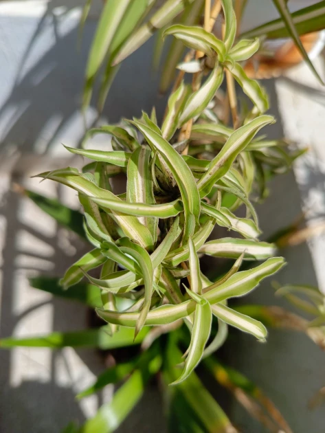 The leaves of a spider plant are seen in this photo taken on the Tecno Spark 20 Pro+ AI camera (1x zoom).