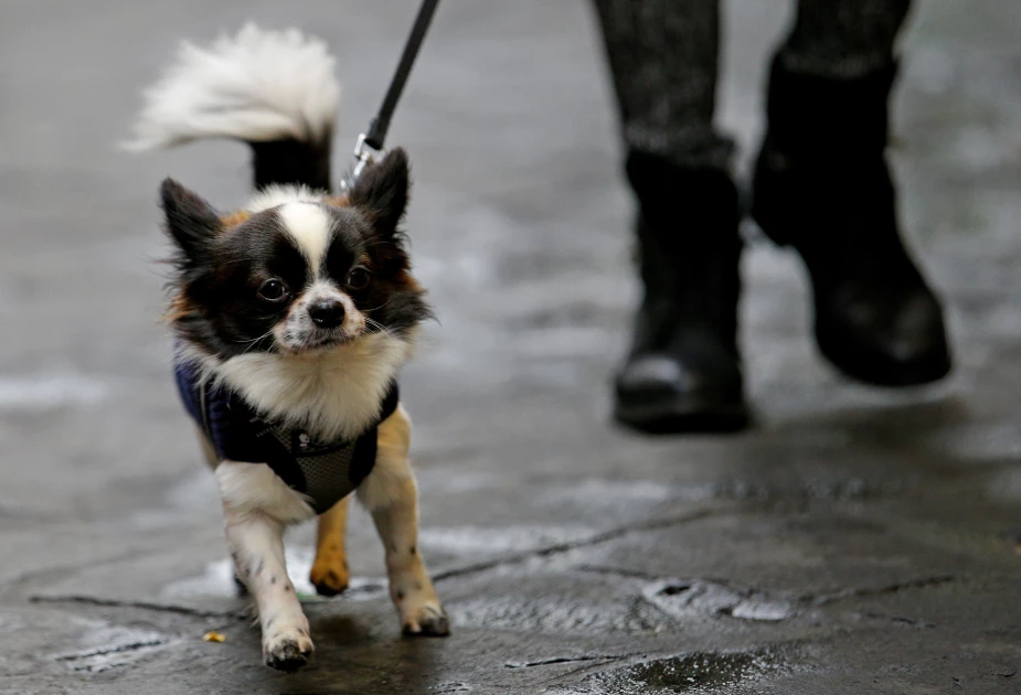 Nairobians warned of surge in rabies cases