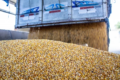 Millers warn of high aflatoxin in Ugandan maize circulating in Kenya