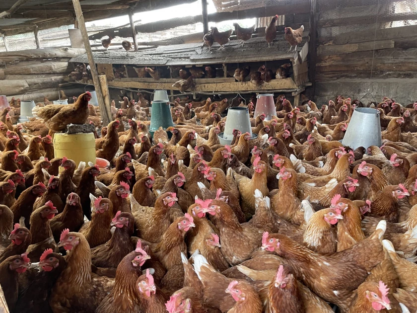 Kenyan poultry farmers sound alarm over looming US-Kenya trade deal 