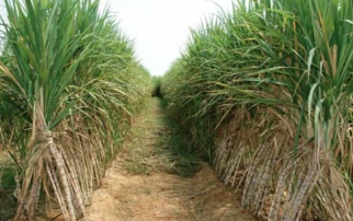 Kisumu sugarcane farmers reject new prices