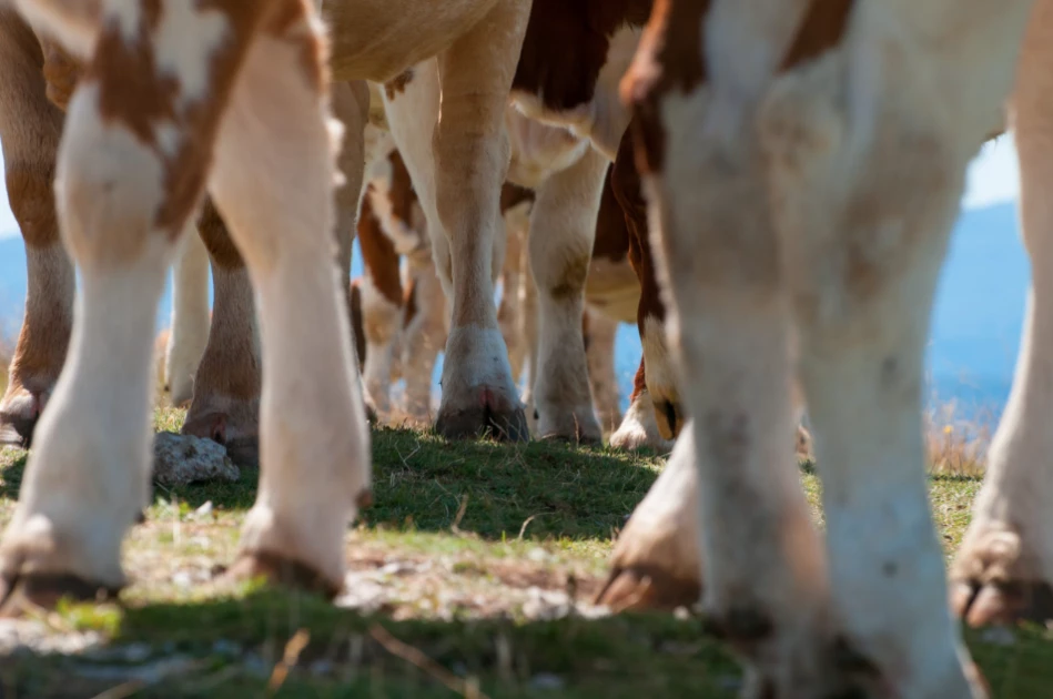 Kirinyaga residents decry rising cases of livestock theft