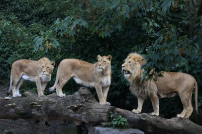 KWS urges vigilance after three lions spotted roaming in Lang'ata