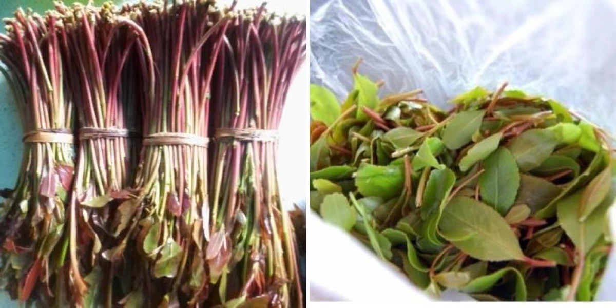 Muguka vs Miraa: Differences between the two explained 