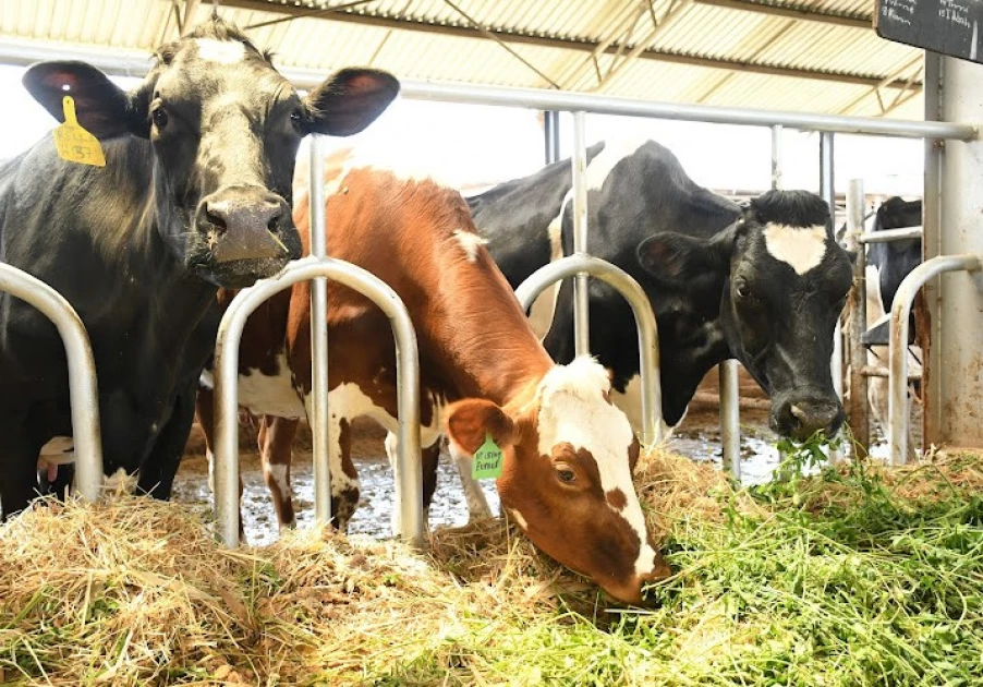 President Ruto lowers cost of sexed semen from Ksh.8K to Ksh.3K in boost for dairy farmers