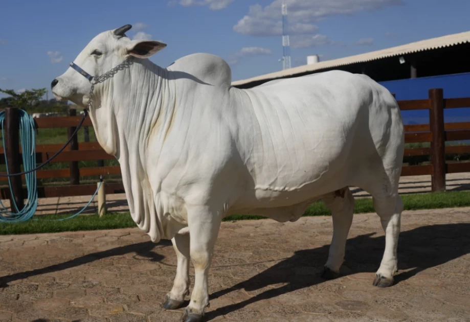 World's most expensive cow sold for Ksh.517M at auction