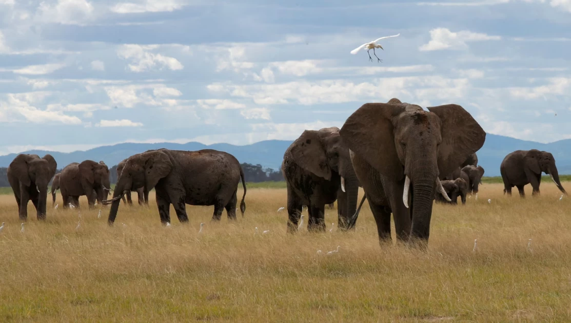 Kenyan elephants use names to call each other - study