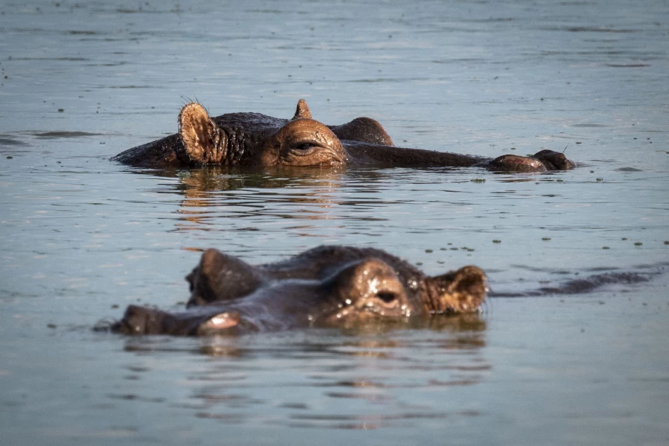 Fisherman missing after hippo hit boat in River Thiba