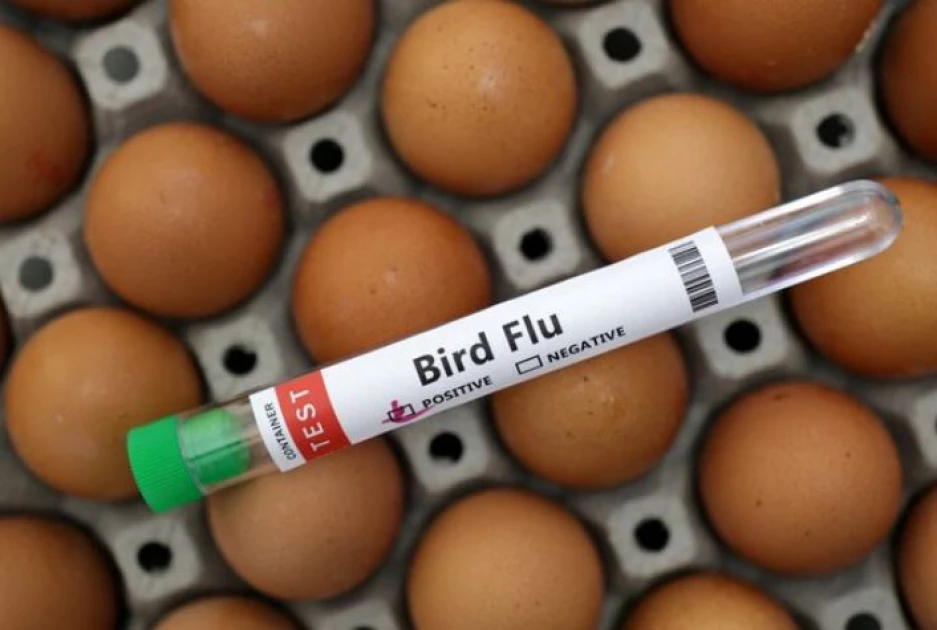 Bird flu outbreaks strike Japan farms