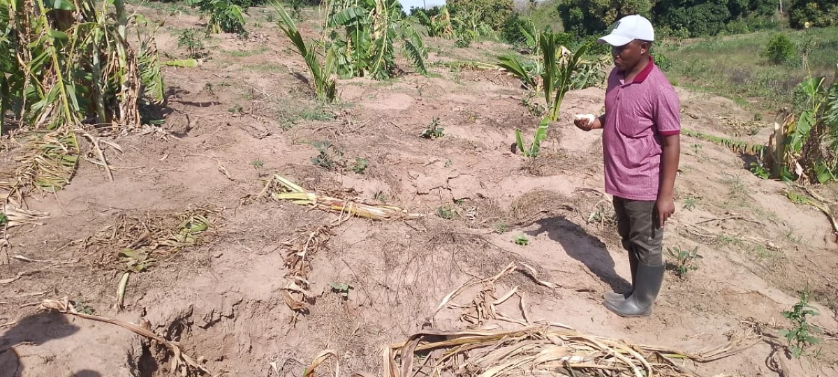 Kilifi: Residents in Ganze decry elephant invasion of their farms