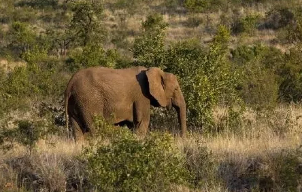 Teacher killed while photographing elephant in Kericho