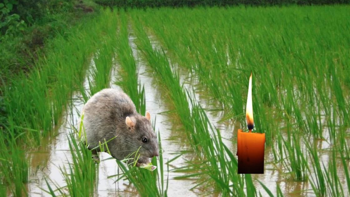 Farmers resort to candle lighting at night as rats cause havoc in Mwea rice paddies