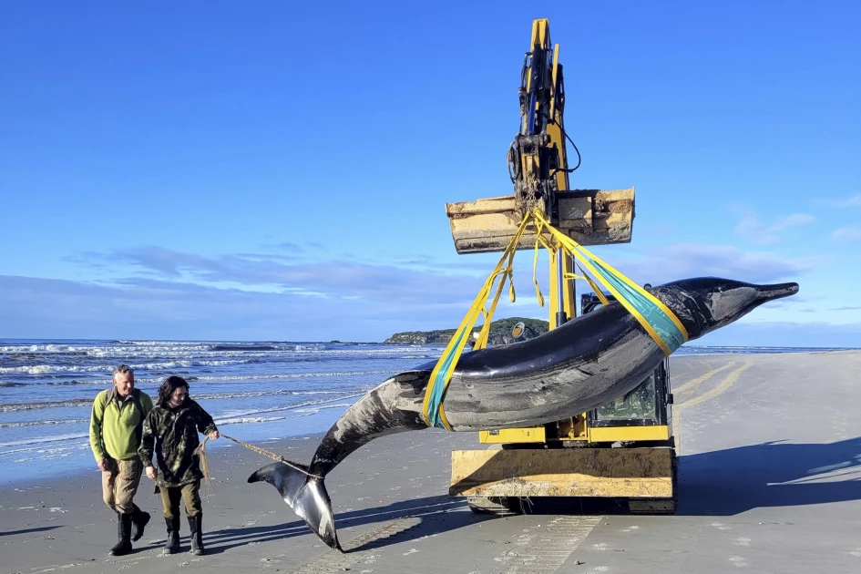 World's rarest whale washes up on New Zealand beach