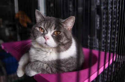 Nairobi cat owners to pay Ksh.200 in new law that also confines 'female cats on heat'