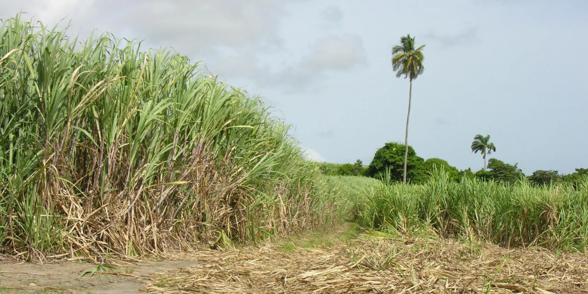 Human remains found in Chemelil sugar plantation 