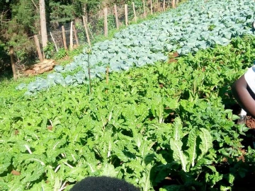 Embu farmers embrace new irrigation techniques amid climate change challenges