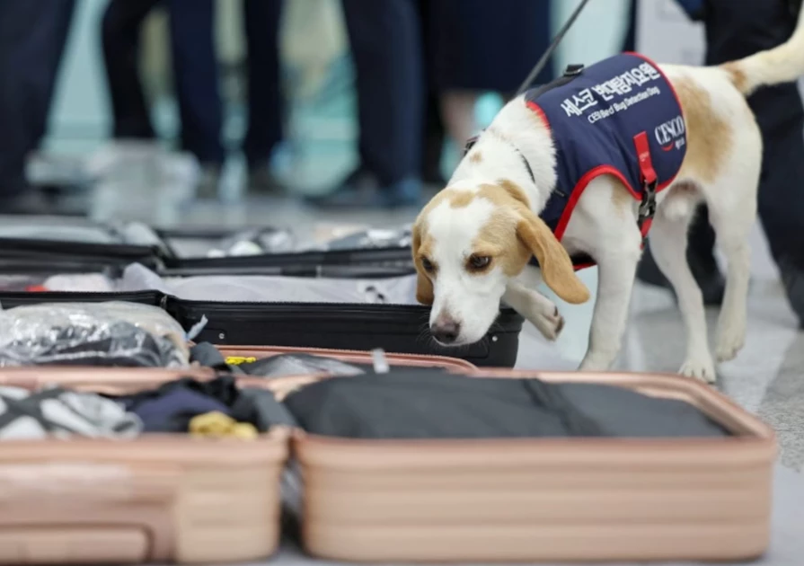 South Korea deploys sniffer dog to screen Paris Games attendees for bedbugs