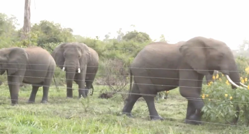 Concerns over human-wildlife conflict in Meru as locals decry destruction of property by elephants