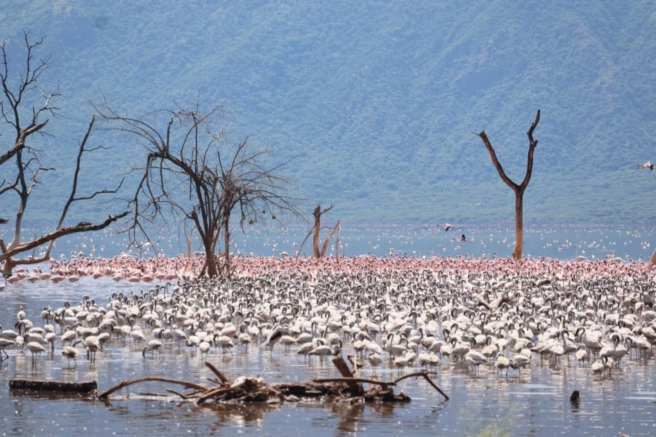 Kenya’s untapped biodiversity faces biopiracy and climate challenges