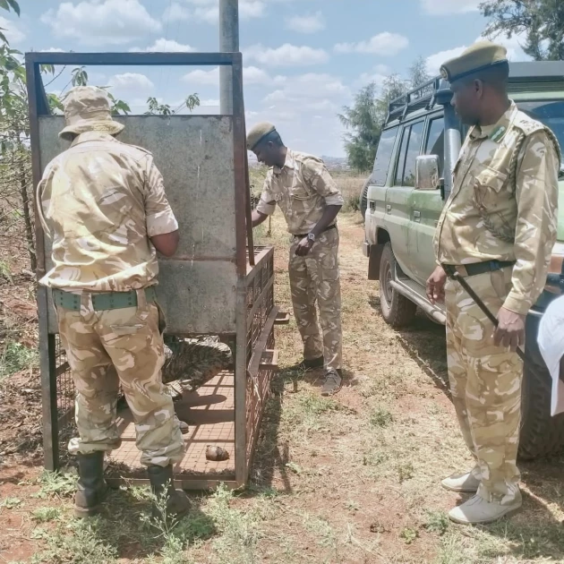 KWS launches operation to capture hyenas after deadly attacks in Juja