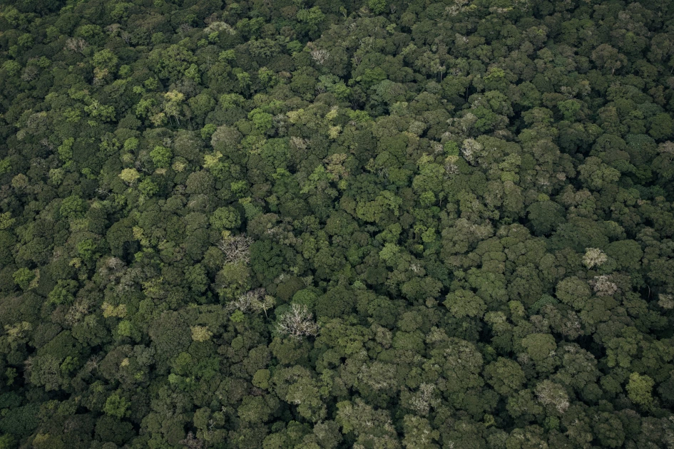 An aerial view of a forest in DRC. (Photo by ALEXIS HUGUET / AFP)