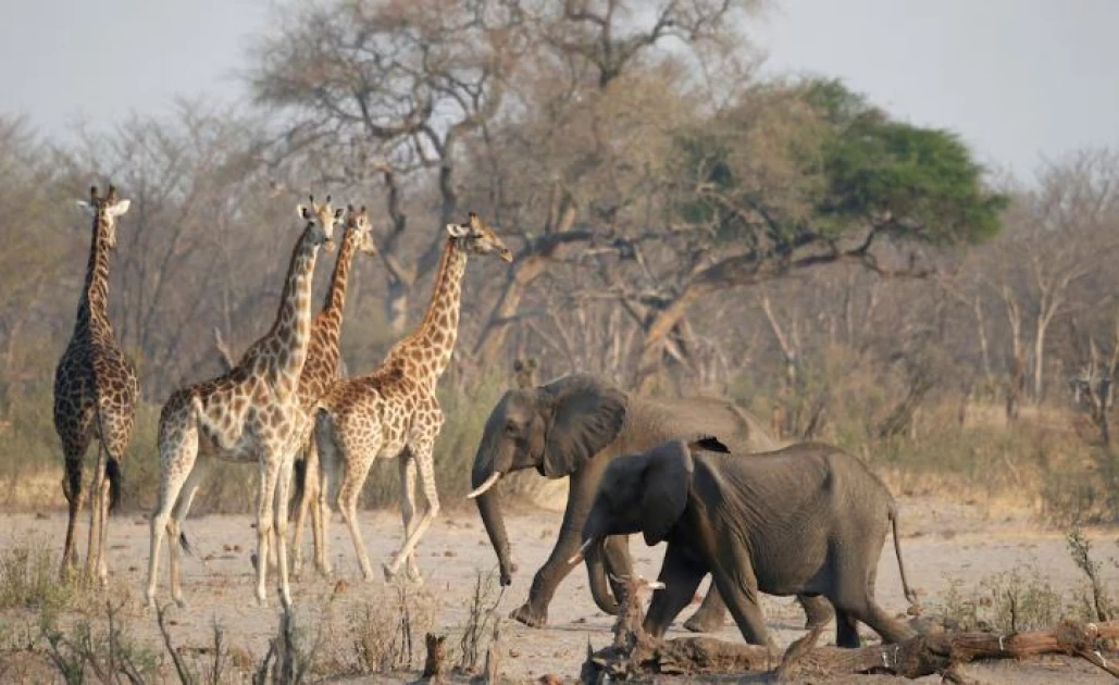 Zimbabwe to slaughter 200 elephants to feed people left hungry by drought