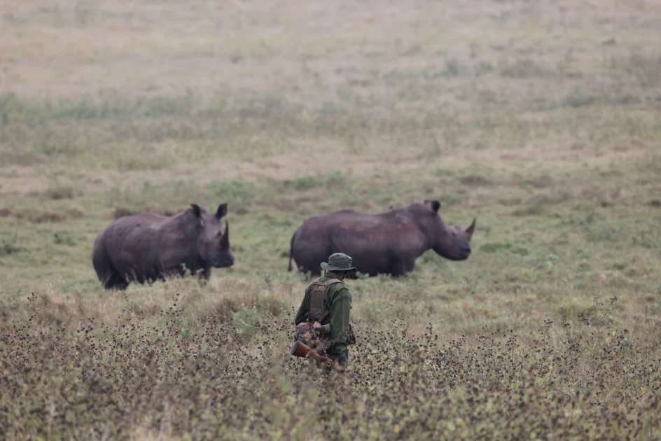 Ranger Kapuna Nanyuki is seen on duty at the Lewa Wildlife Conservancy in Meru County. | PHOTO: Agnes Oloo/Citizen Digital