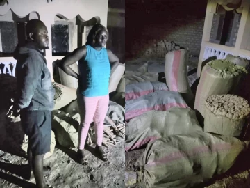 Two arrested as detectives net bhang worth 9.4 million in Diani